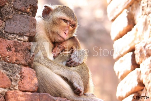 Picture of Mother Monkey Hug Baby